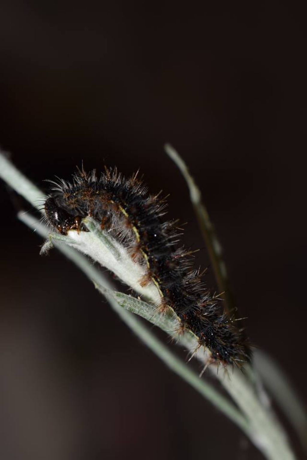 bruco su elicriso - Vanessa cardui, Nymphalidae